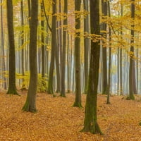 Бук дървесна гора през есента, Spessart, Bavaria, Германия Poster Print от Raimund Linke