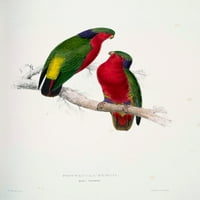 Psittacidae Kuhl's Parakeet Poster Print от Edward Lear