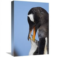 Глобална галерия в. Gentoo Penguin Adult Feeding Chick, Falkland Islands, South Atlantic Ocean Art Print - Heike Odermatt