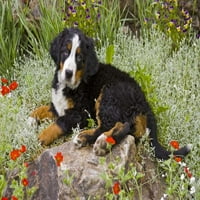 Брекенридж женско планинско куче Бернезе от Фред Лорд